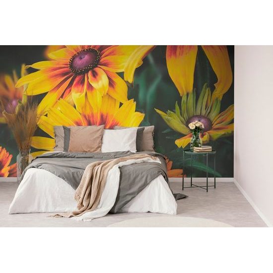Öntapadó fotótapéta színes rudbeckia virág