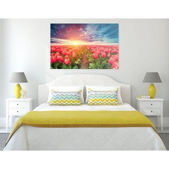Kép naplemente a kivirágzott tulipánok felett
