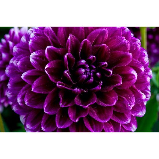 Kép óriási virág lila színekben