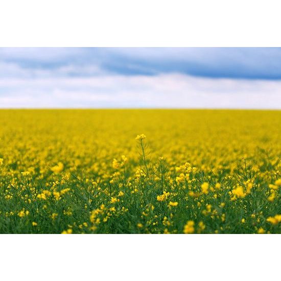 Repceföld öntapadó fotótapéta