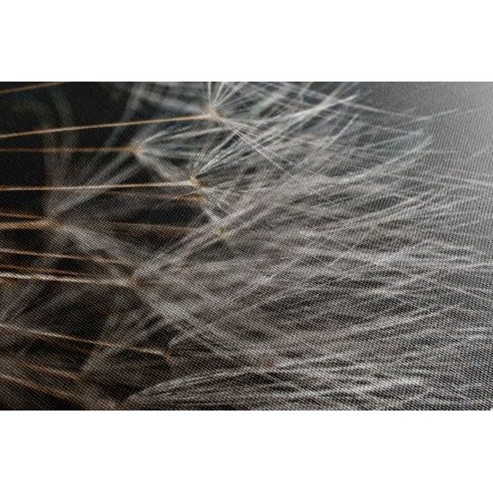 Kép pitypang részletei