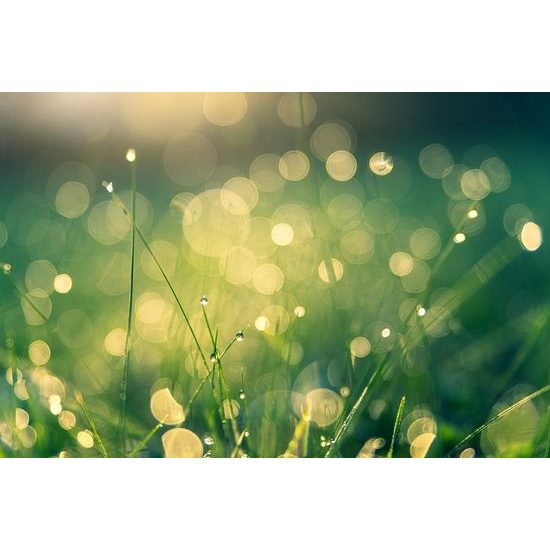 Öntapadó tapéta harmatcseppek a füvön