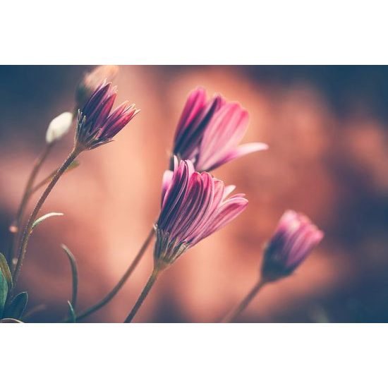 Fotótapéta elbűvölő virágok