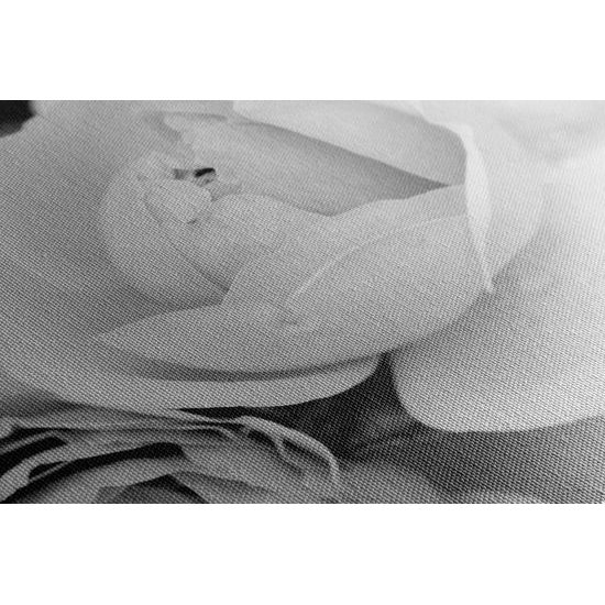 Kép bájos rózsák fekete-fehér kivitelben