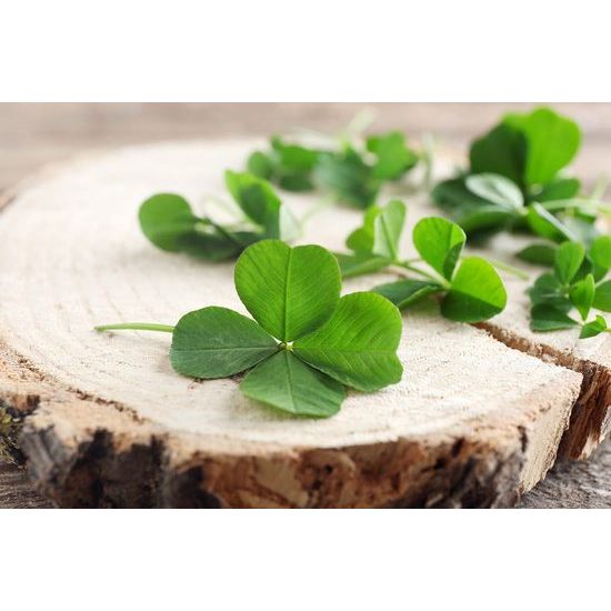 Négylevelű lóhere öntapadó tapéta a szerencséért