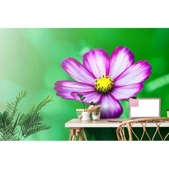 Fotótapéta magányos virág a kankalin