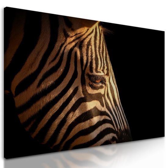 Kép zebra fejének részletei