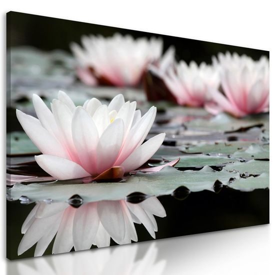 Kép csodálatos tavirózsa