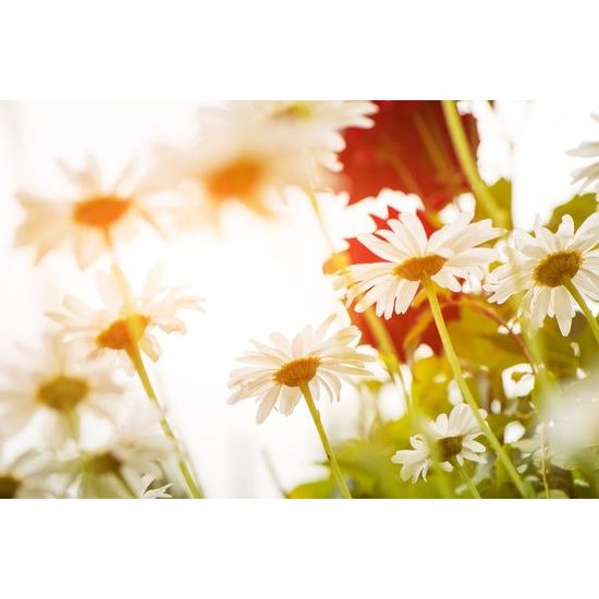 Fooöntapadó tapéta csodás százszorszépek