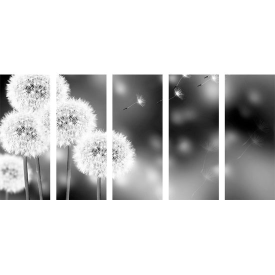 5 részes kép bolyhos pitypangok fekete-fehér kivitelben