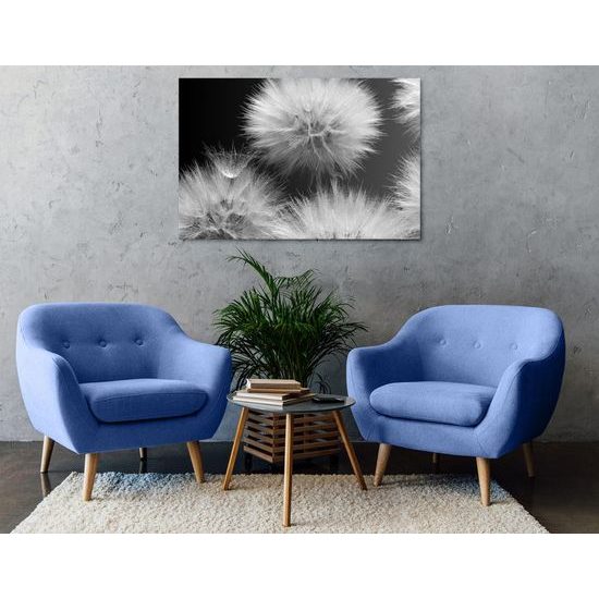 Kép pitypang virágzása fekete-fehér kivitelben