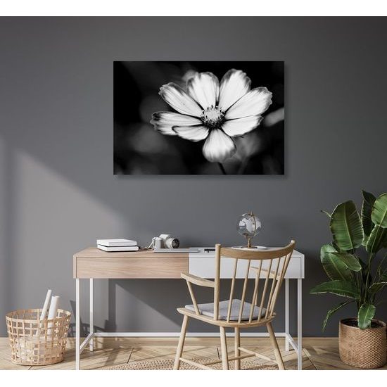 Kép kankalin egyedi virága fekete-fehér kivitelben