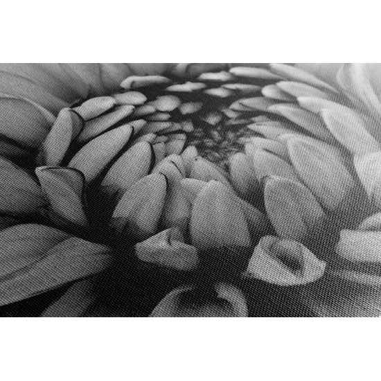 Kép dália virágának tökéletes részlete fekete-fehér kivitelben