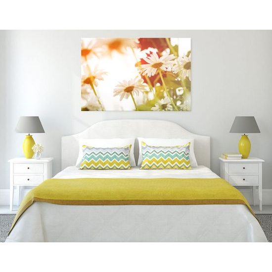 Kép százszorszép festői virágai