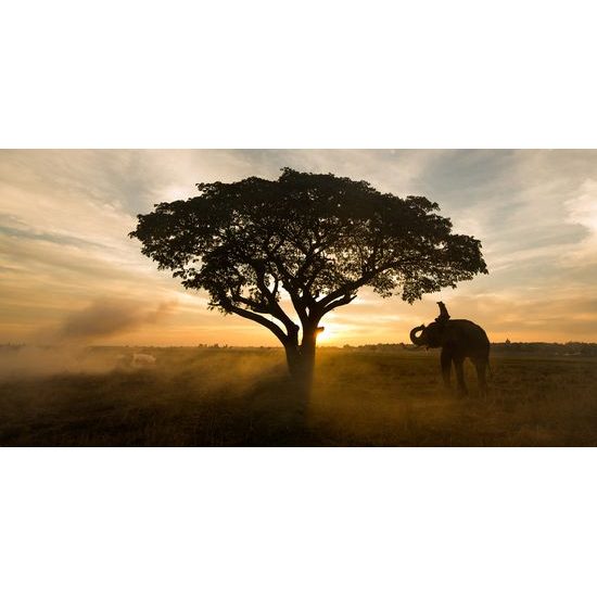 Kép elefánt az ébredező tájban