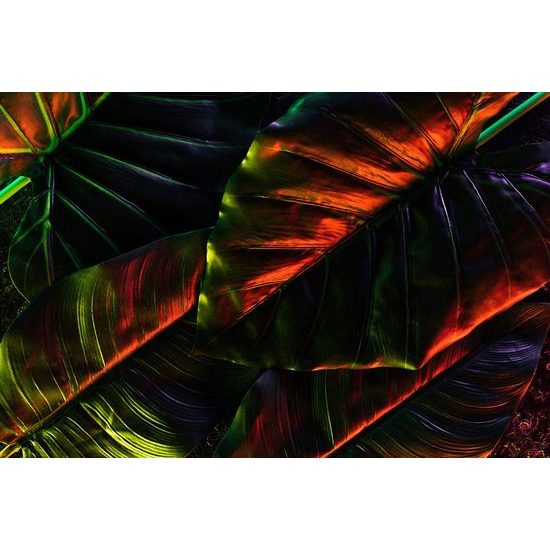 Öntapadó tapéta pálmalevelek szokatlan kivitelben
