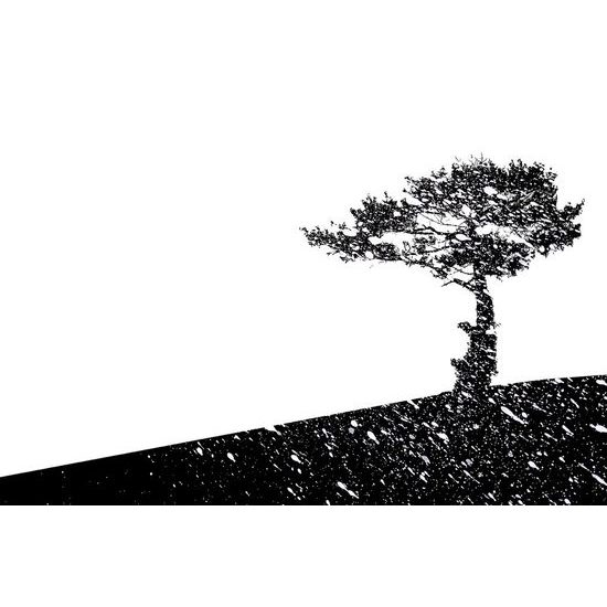 Öntapadó tapéta egy fa érdekes körvonala