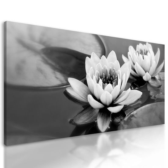 Kép tavirózsa fekete-fehér kivitelben