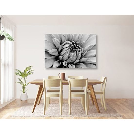 Kép dália virágának tökéletes részlete fekete-fehér kivitelben