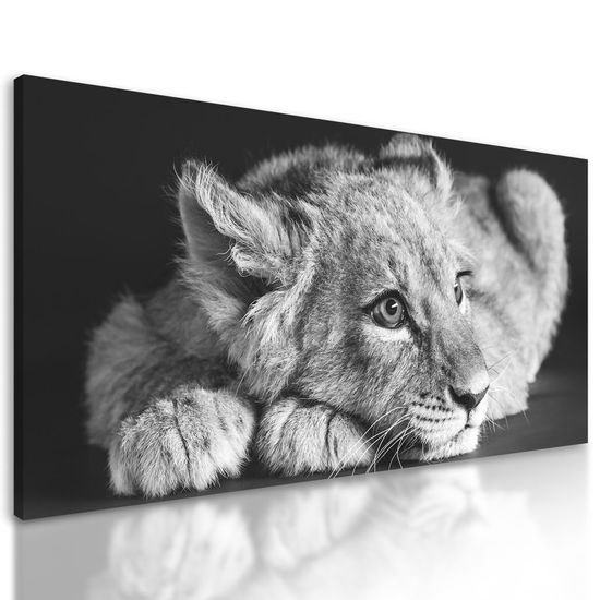 Kép aranyos kisoroszlán fekete-fehér kivitelben