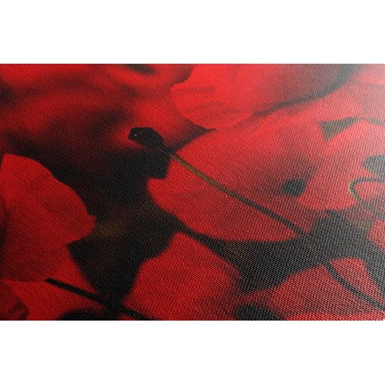 Kép pipacsok ölelésében