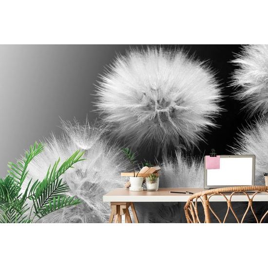 Gyermekláncfű tapéta fekete alapon