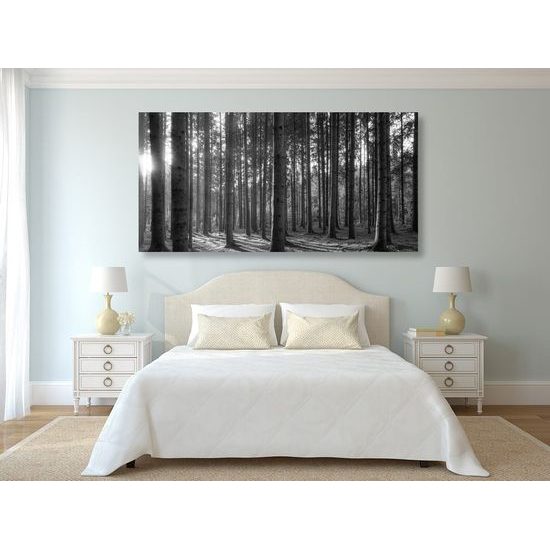 Kép napsugarak a fák között fekete-fehér kivitelben