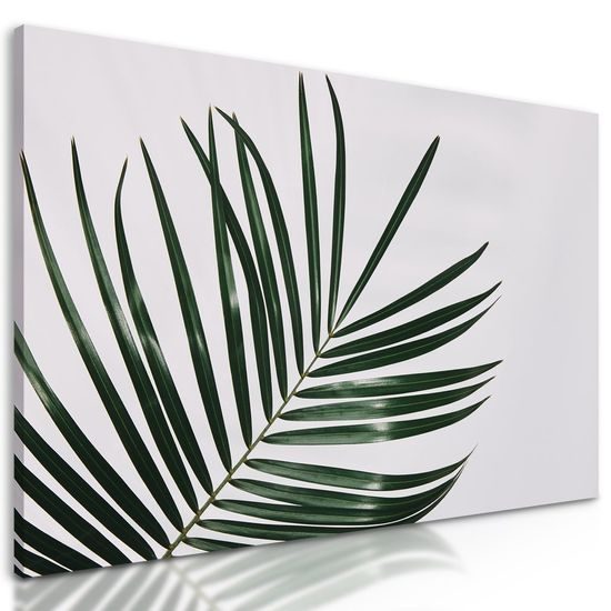 Kép minimalista pálmalevelek