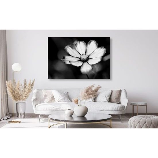 Kép kankalin egyedi virága fekete-fehér kivitelben