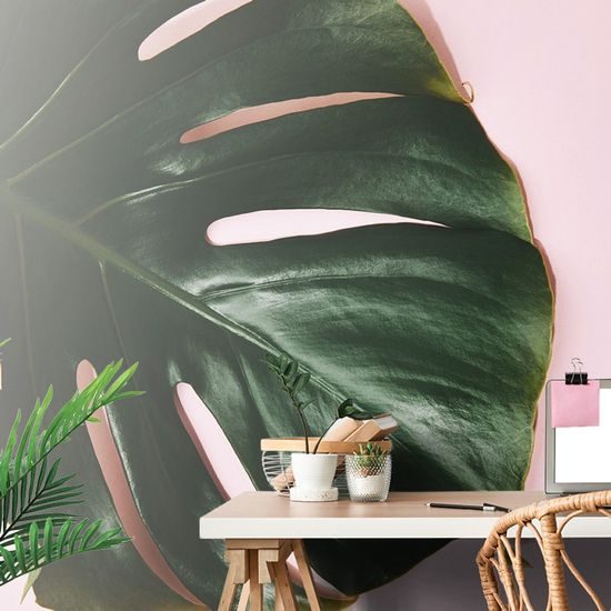 Monstera levél tapéta rózsaszín alapon