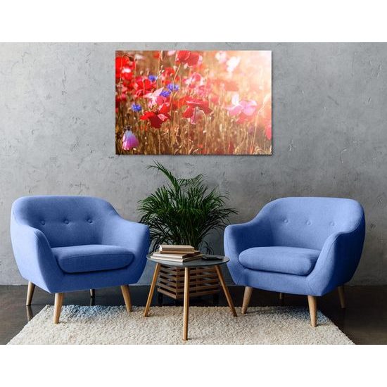 Kép réti pipacsok a napos réten