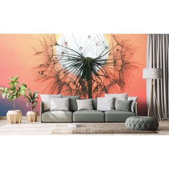 Öntapadó fotótapéta gyermekláncfű a lenyugvó nappal