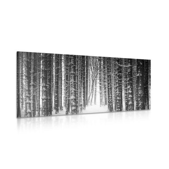 Kép fekete-fehér erdő téli időszakban