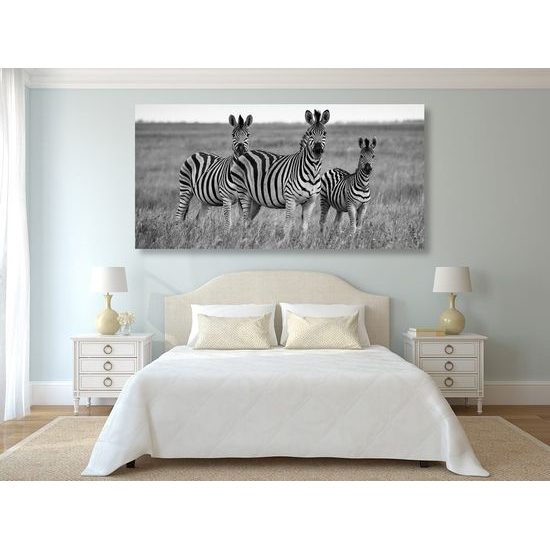 Kép zebrák a szafarin fekete-fehér kivitelben