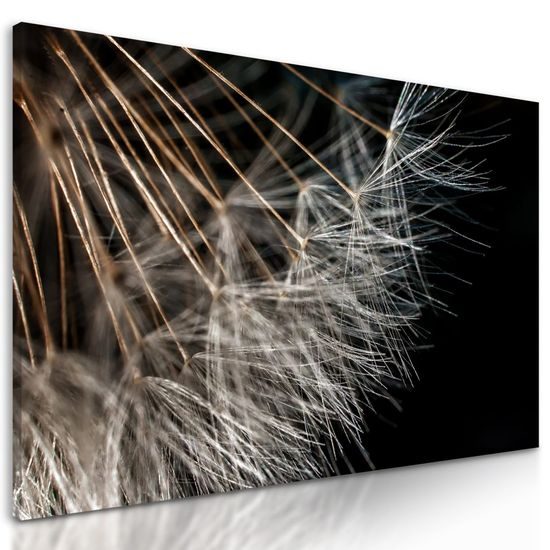 Kép pitypang részletei