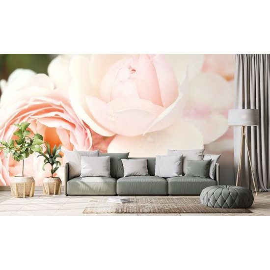 Fotótapéta Pasztell rózsa
