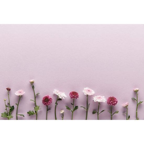 Öntapadó fotótapéta krizantém festői csendélet