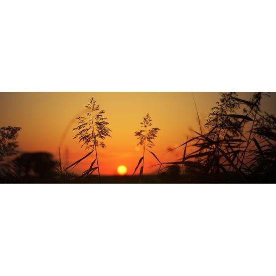 Kép naplemente a fűszálak mögött
