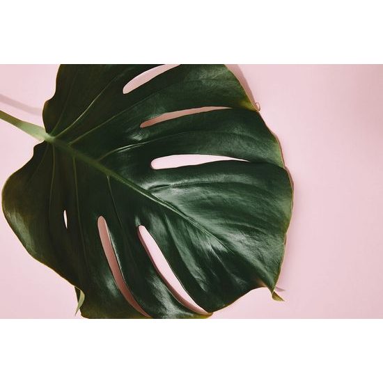 Monstera levél öntapadó tapéta rózsaszín alapon