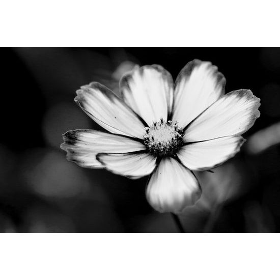 Kép kankalin egyedi virága fekete-fehér kivitelben