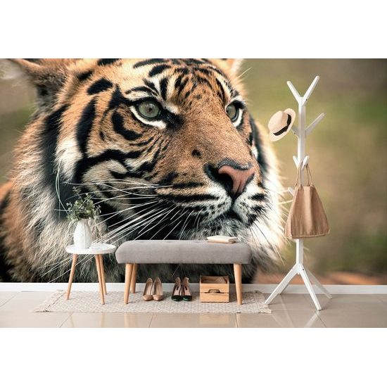 Fotótapéta egy tigris koncentrált megjelenése