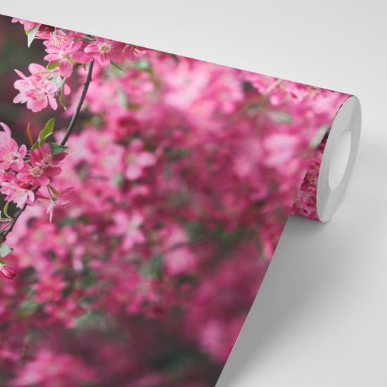 Gyönyörű cseresznyevirágos öntapadó tapéta