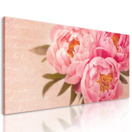 Kép lágy pünkösdi rózsa