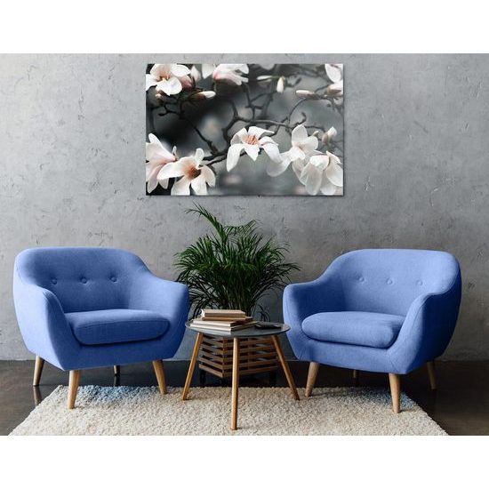 Kép magnólia tél után