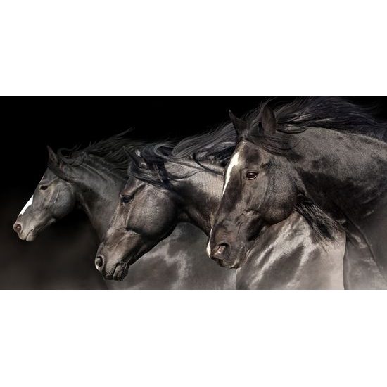 Kép csodálatos lovak