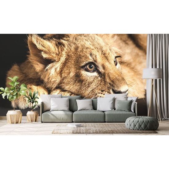 Öntapadó fotótapéta egy aranyos oroszlánról
