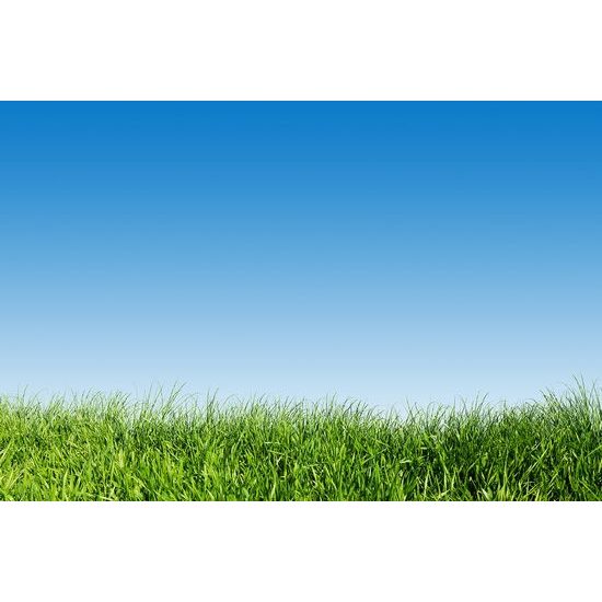 Tapéta fű a kék ég alatt