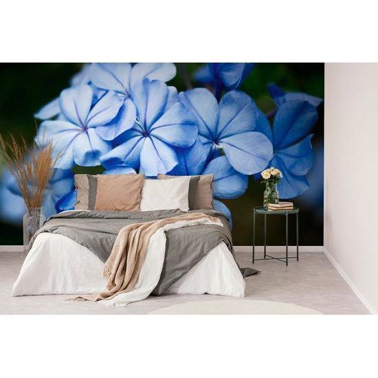 Öntapadó fotótapéta ólomvirág