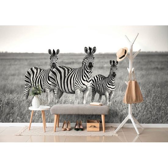 Fotótapéta zebra család fekete-fehérben