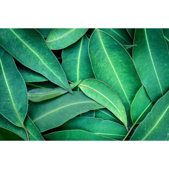 Eukaliptusz levelek öntapadó tapéta